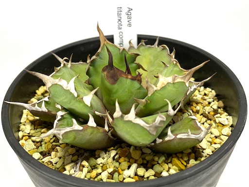 Agave titanota 'Compacta' 生育記録 Vol.1 （2021年2月〜2022年