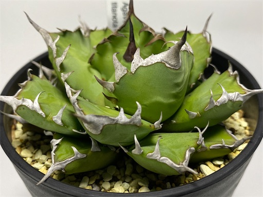 Agave titanota Compacta 観葉植物 Agave titanota 'Compacta' 生育記録 Vol.1 （2021年2月〜2022年5月