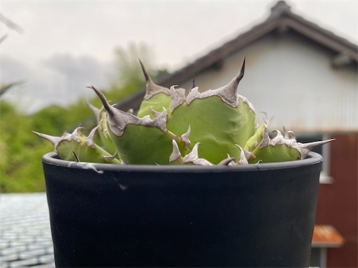 Agave titanota 'Compacta' 生育記録 Vol.1 （2021年2月〜2022年