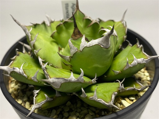 Agave titanota Compacta 観葉植物 Agave titanota 'Compacta' 生育記録 Vol.1 （2021年2月〜2022年