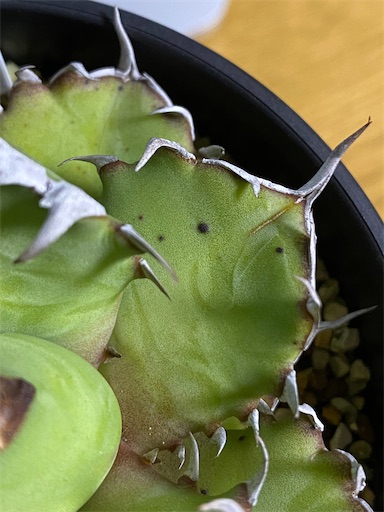 Agave titanota 'Compacta' 生育記録 Vol.1 （2021年2月〜2022年5月