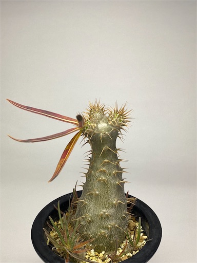 Pachypodium rosulatum ssp. gracilius （パキポディウム グラキリス
