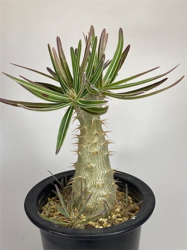 パキポディウム グラキリス(左のみ) パキポディウム グラキリス-PG264 | Supervoid Caudex