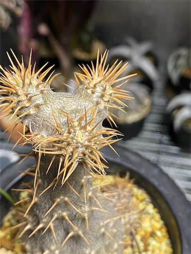 Pachypodium rosulatum ssp. gracilius （パキポディウム グラキリス