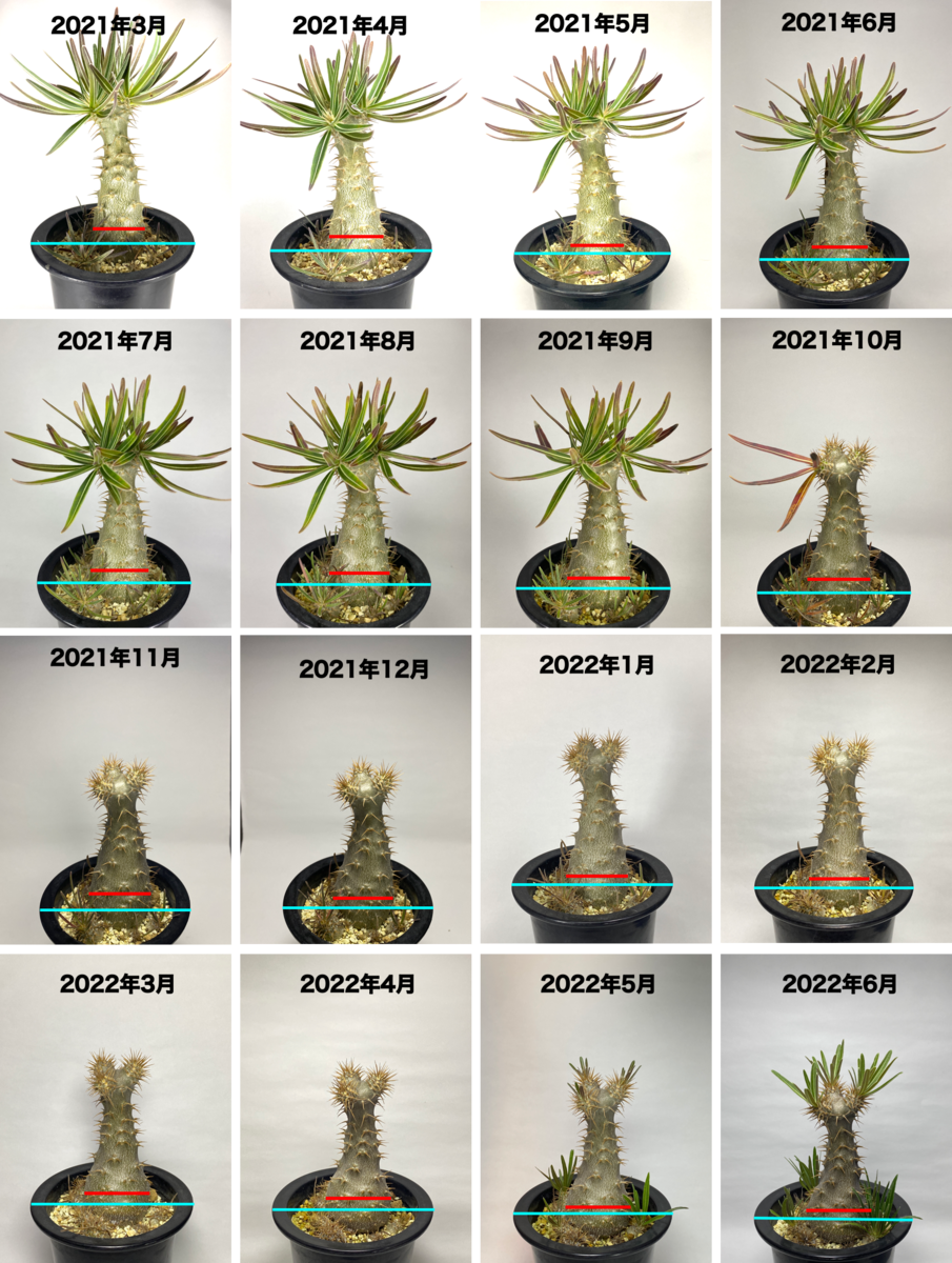 Pachypodium rosulatum ssp. gracilius (パキポディウム Pachypodium rosulatum ssp. gracilius (パキポディウム
