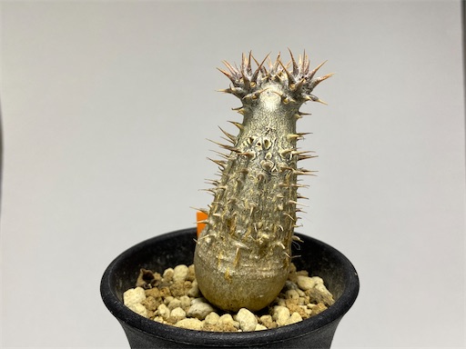 Pachypodium rosulatum ssp. makayense （パキポディウム マカイエンセ