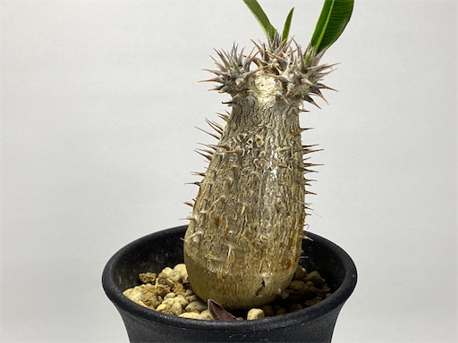 Pachypodium rosulatum ssp. makayense （パキポディウム