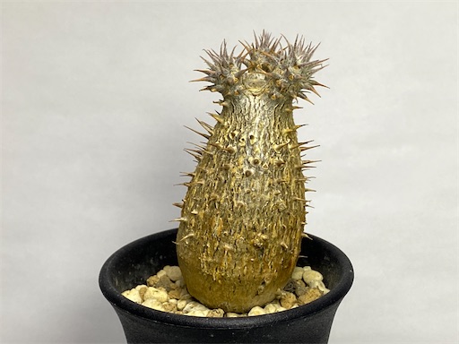 コレクション株】パキポディウム マカイエンセ 希少厳選株 【公式通販】