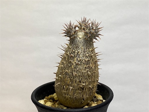 【新鮮】パキポディウム　マカイエンセ　自家採取種子　40粒　ネコポス発送 新鮮】パキポディウム マカイエンセ 自家採取種子 40粒 ネコポス