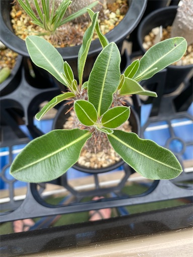 Pachypodium rosulatum ssp. makayense （パキポディウム