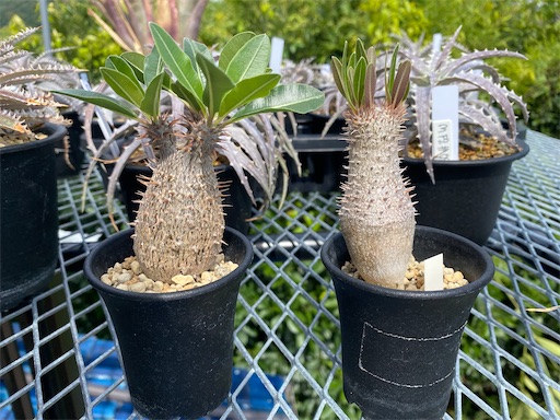 Pachypodium inopinatum （パキポディウム イノピナツム）BBY流
