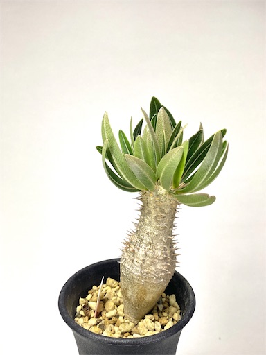 Pachypodium inopinatum （パキポディウム イノピナツム）BBY流