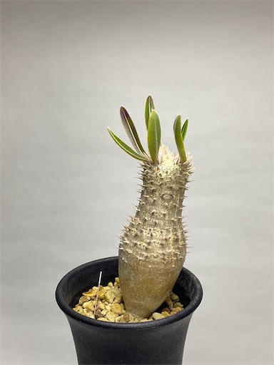 パキポディウム イノピナツム Pachypodium inopinatum Pachypodium inopinatum パキポディウム イノピナツム no.2 特選
