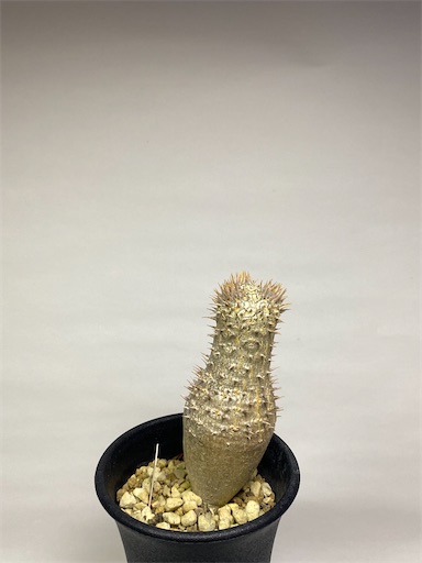 発根済み　パキポディウムイノピナーツム パキポディウム イノピナツム 発根済み コレクション株 巨大