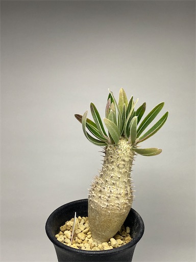 Pachypodium inopinatum （パキポディウム イノピナツム）BBY流の育て