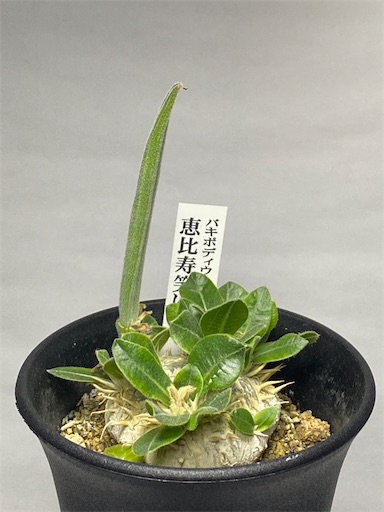 Pachypodium brevicaule (パキポディウム ブレビカウレ 恵比寿笑い
