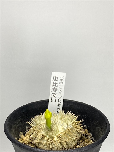 Pachypodium brevicaule (パキポディウム ブレビカウレ 恵比寿笑い