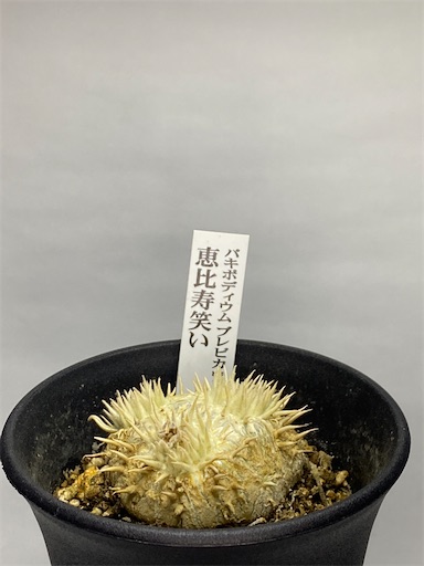 Pachypodium brevicaule (パキポディウム ブレビカウレ 恵比寿笑い