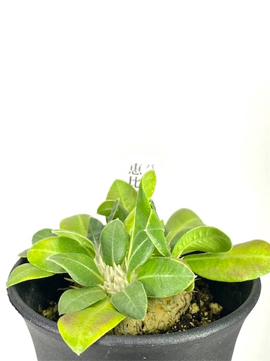 Pachypodium brevicaule (パキポディウム ブレビカウレ 恵比寿