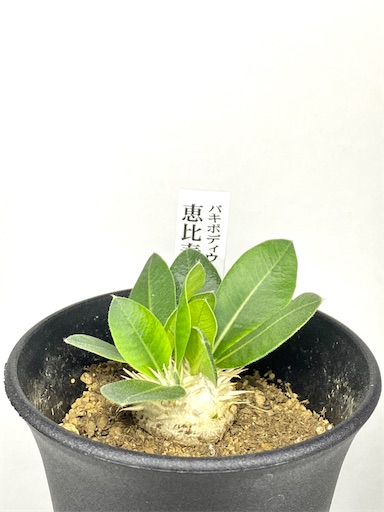 Pachypodium brevicaule (パキポディウム ブレビカウレ 恵比寿笑い