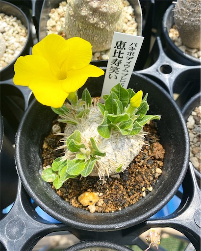 Pachypodium brevicaule (パキポディウム ブレビカウレ 恵比寿笑い