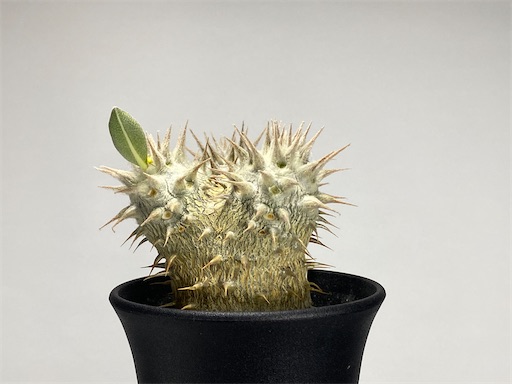 Pachypodium ' 伊藤ハイブリッド ' 生育記録 Vol. 2 - BBYの観葉植物 Pachypodium ' 伊藤ハイブリッド ' 生育記録 Vol. 2 - BBYの観葉植物