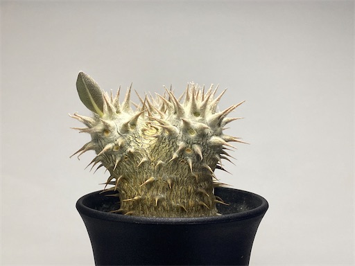 Pachypodium ' 伊藤ハイブリッド ' 生育記録 Vol. 2 - BBYの観葉植物