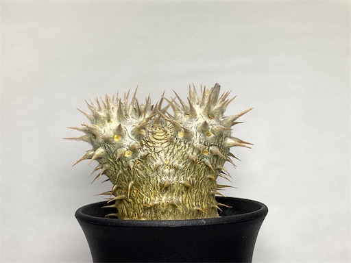 Pachypodium ' 伊藤ハイブリッド ' 生育記録 Vol. 2 - BBYの観葉植物