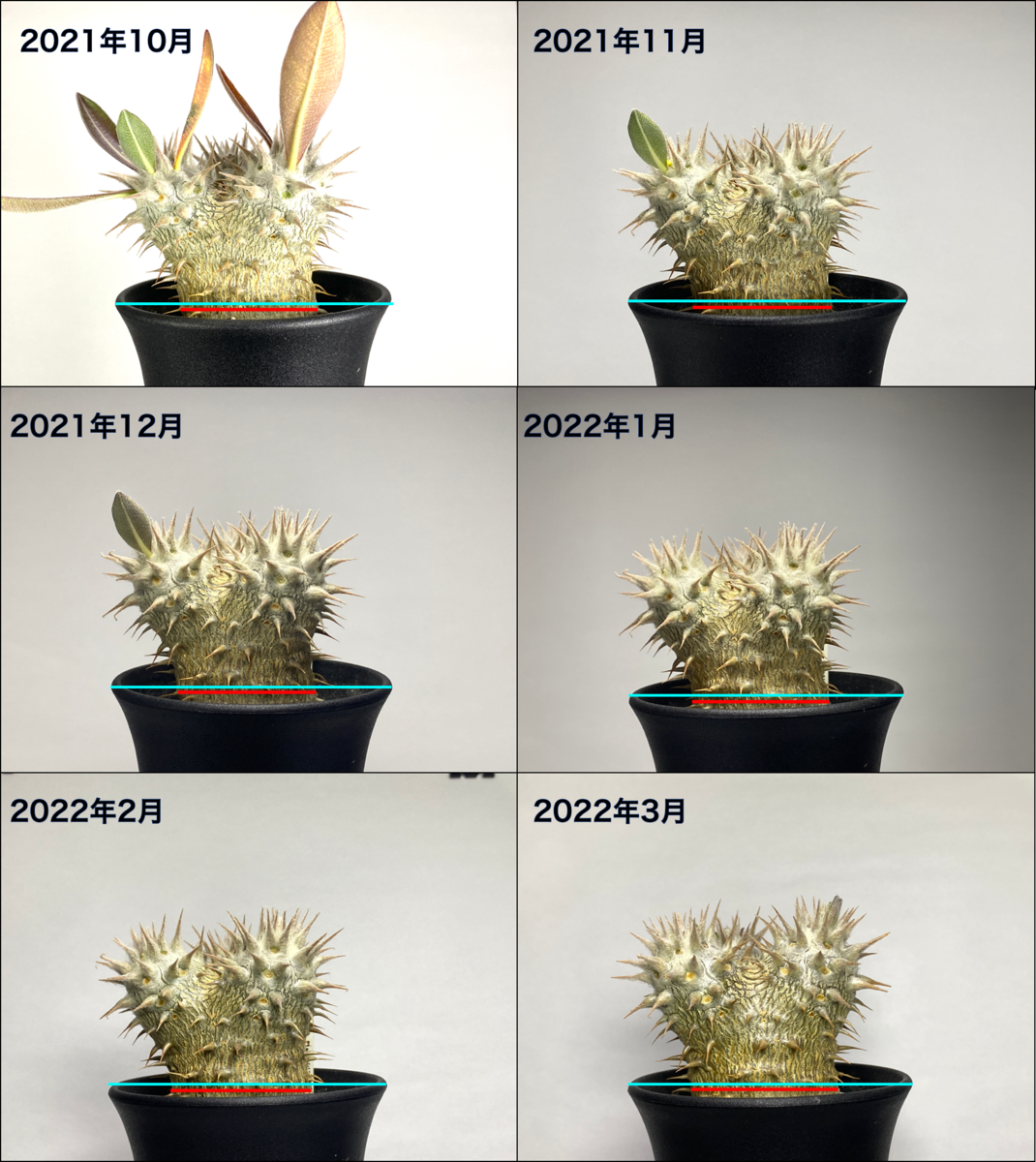 Pachypodium ' 伊藤ハイブリッド ' 生育記録 Vol. 2 - BBYの観葉植物