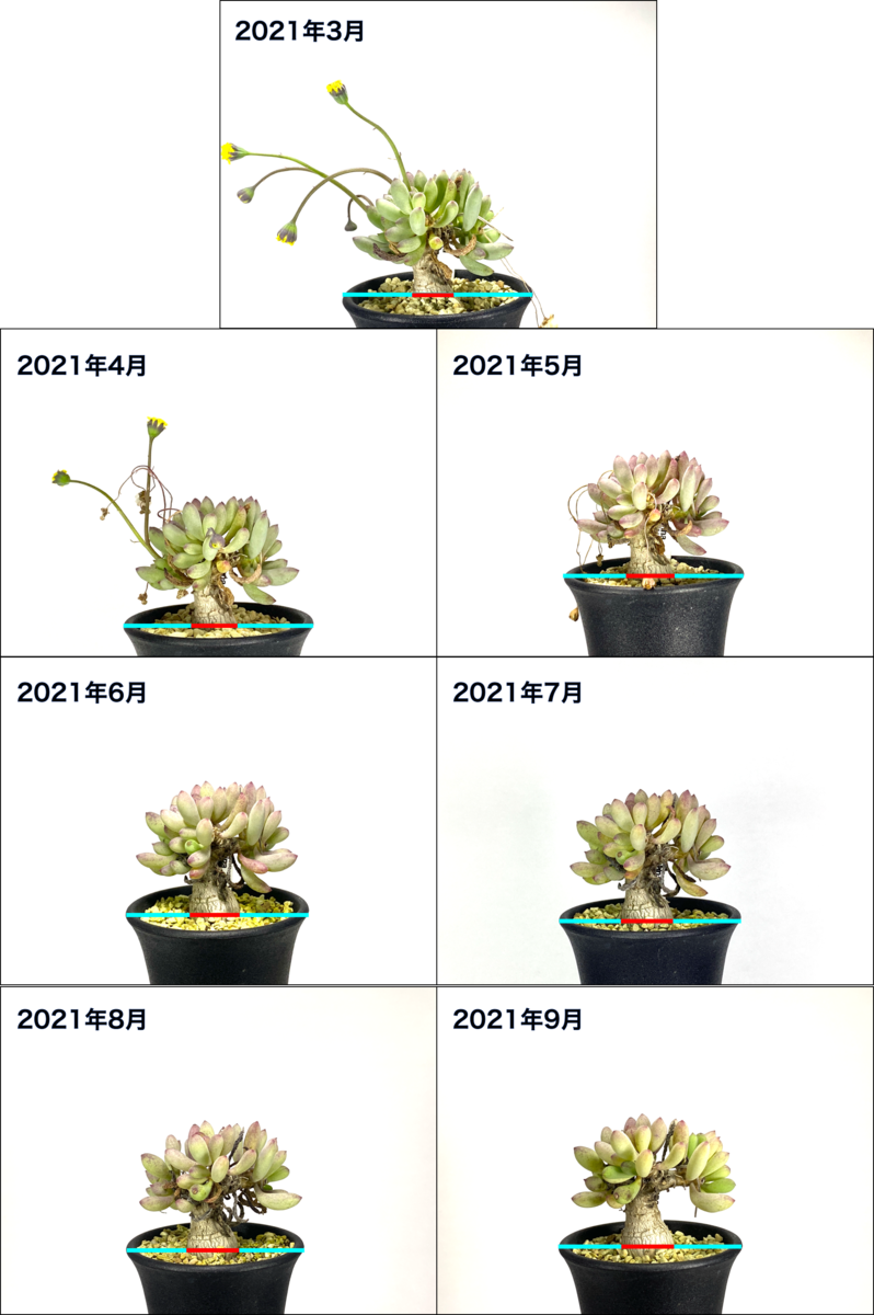 Othonna Clavifolia (オトンナクラビフォリア) の生育記録とBBY流の