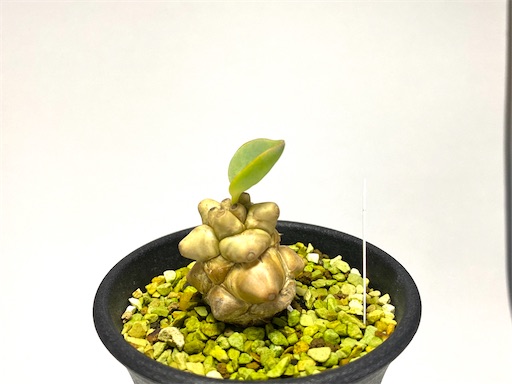 Othonna herrei (オトンナ ヘレー:蛮鬼塔) BBY流の育て方 Othonna herrei (オトンナ ヘレー:蛮鬼塔) BBY流の育て方
