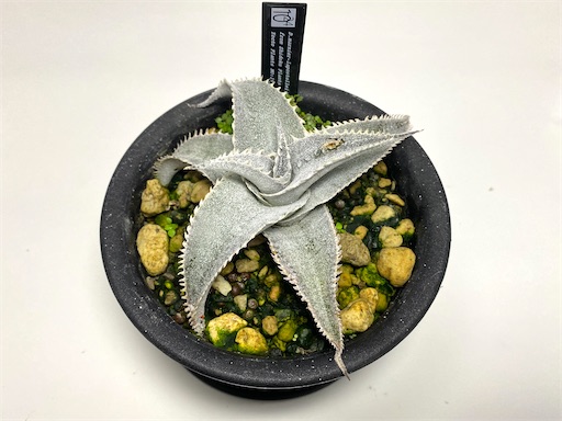 ＫＮ　ちょっと変なディッキア　マルニエル　ラポストレイ　　0.8Ｍ以下 ＫＮ ちょっと変なディッキア マルニエル ラポストレイ 0.8Ｍ以下