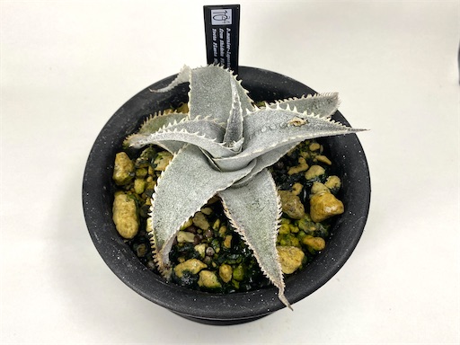 観葉植物 ディッキア マルニエラポストレイ cv.異次元