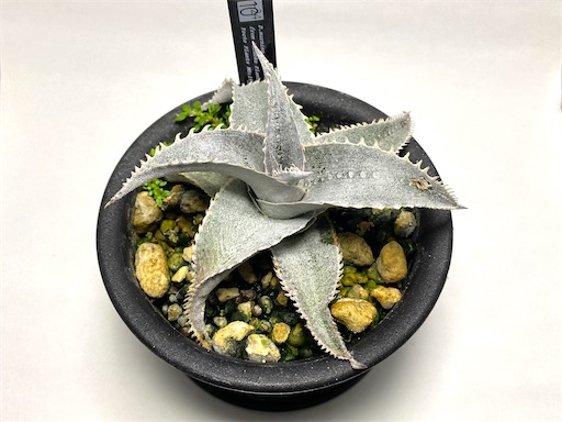 Dyckia marnier-lapostollei 'hirao clone' （ディッキア マルニエル