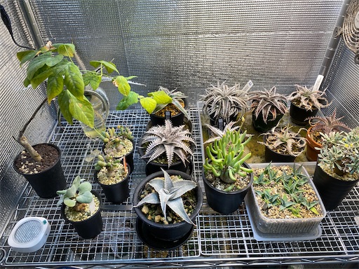 ディッキア フォステリア 現地採取クローン Dyckia marnier-lapostollei 'hirao clone' (ディッキア