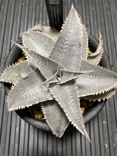 Dyckia marnier-lapostollei 'hirao clone' （ディッキア
