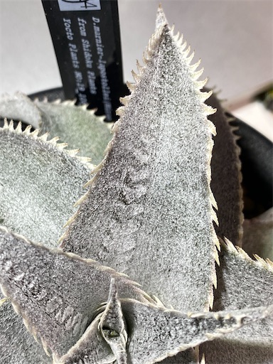 ＫＮ　ちょっと変なディッキア　マルニエル　ラポストレイ　　0.8Ｍ以下 ＫＮ ちょっと変なディッキア マルニエル ラポストレイ 0.8Ｍ以下