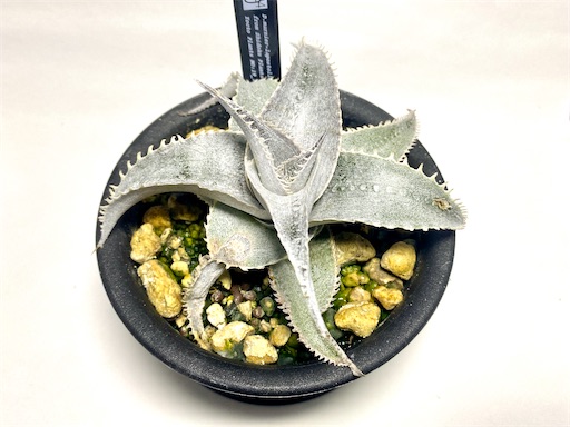 Dyckia marnier-lapostollei 'hirao clone' (ディッキア