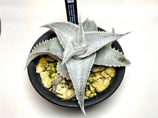 ディッキア フォステリア 現地採取クローン Dyckia marnier-lapostollei 'hirao clone' (ディッキア