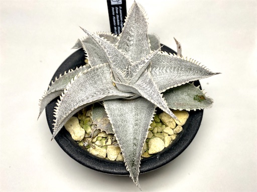 Dyckia marnier-lapostollei 'hirao clone' (ディッキア マルニエルラ