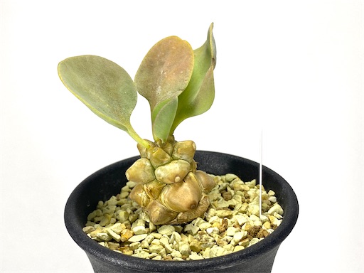 Othonna herrei (オトンナ ヘレー:蛮鬼塔) BBY流の育て方 Othonna herrei (オトンナ ヘレー:蛮鬼塔) BBY流の育て方