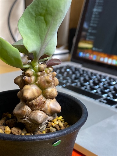 Othonna herrei (オトンナ ヘレー：蛮鬼塔) BBY流の育て方 & 生育記録