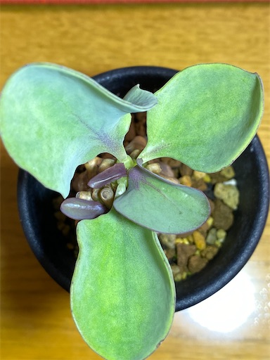 Othonna herrei (オトンナ ヘレー:蛮鬼塔) BBY流の育て方 Othonna herrei (オトンナ ヘレー:蛮鬼塔) BBY流の育て方
