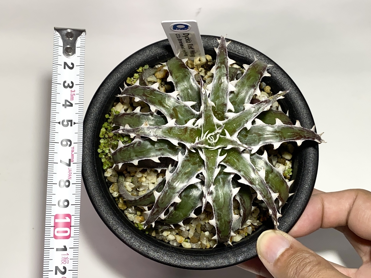 Dyckia 'Red Wing' （ディッキア 'レッド ウィング'）BBYの育て方