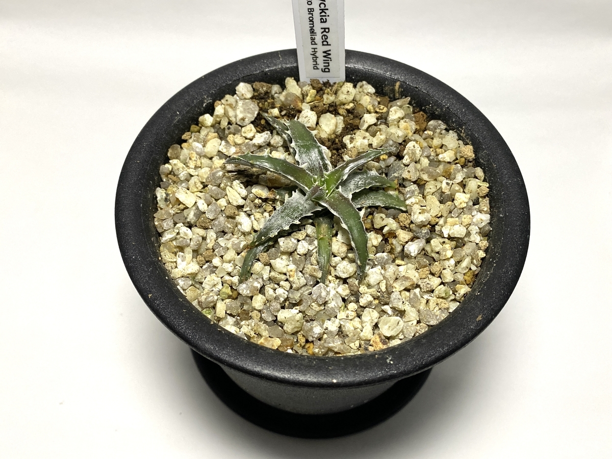 Dyckia 'Red Wing' （ディッキア 'レッド ウィング'）BBYの育て方