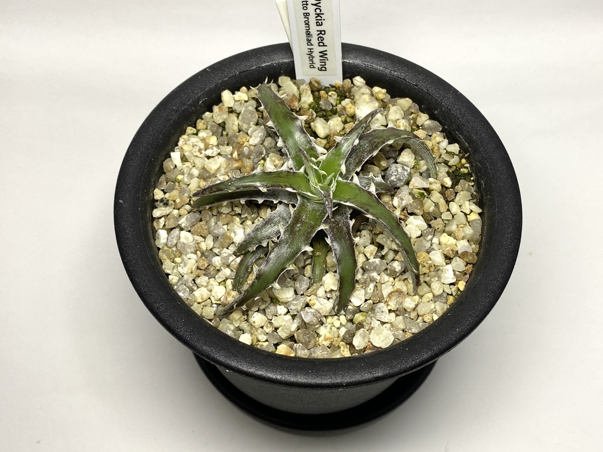 Dyckia Neo ラスト 夏後半の営業スケジュール＆ディッキアについて（那須のリーフ