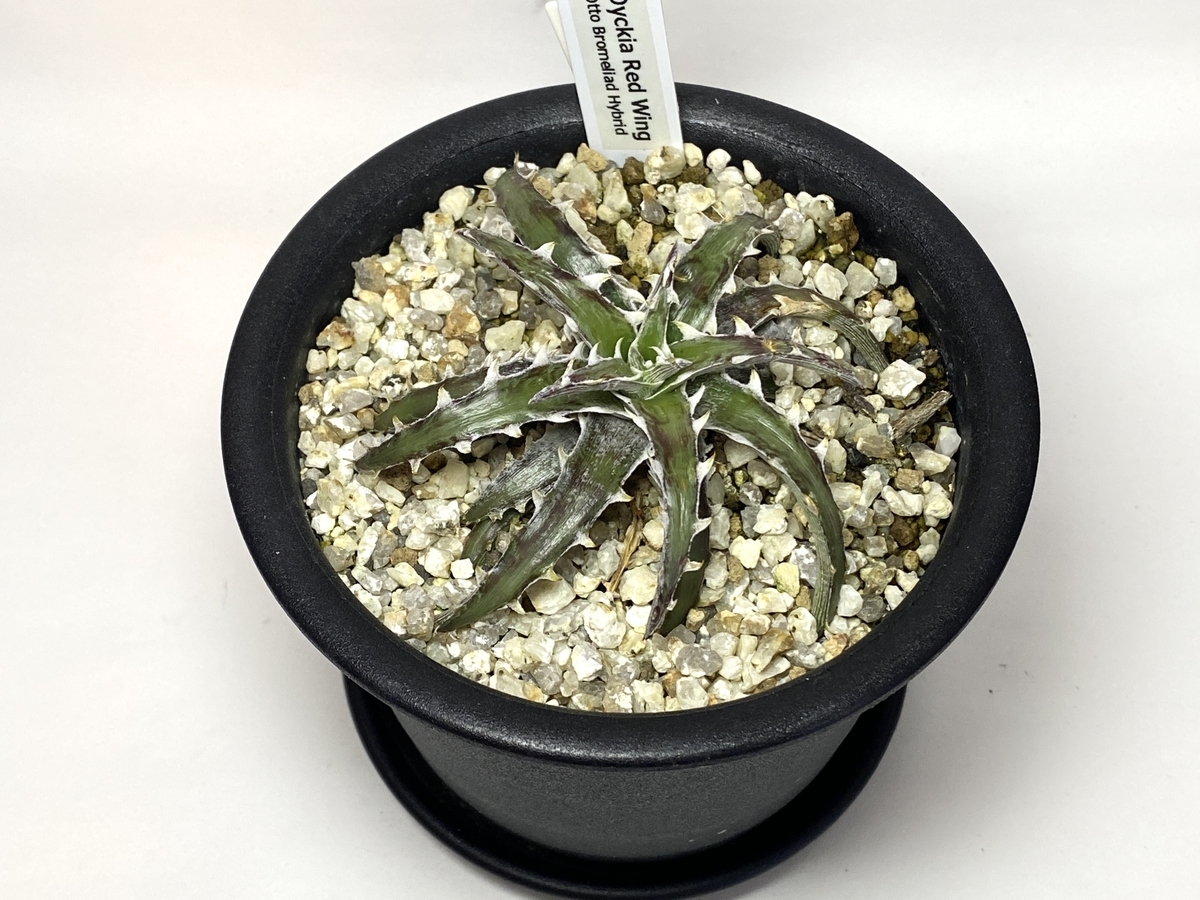 Dyckia 'Red Wing' （ディッキア 'レッド ウィング'）BBYの育て方