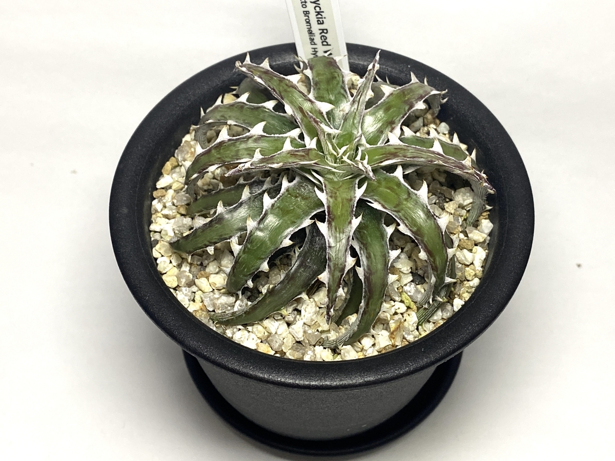 Dyckia 'Red Wing' （ディッキア 'レッド ウィング'）BBYの育て方