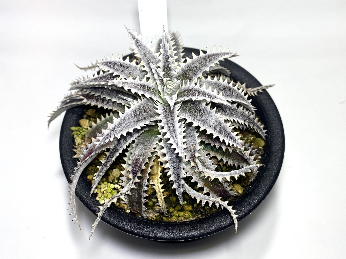 Dyckia 'Hotaka' （ディッキア 'ホタカ'）BBY流の育て方 & 生育