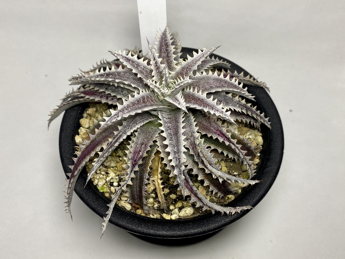 Dyckia 'Hotaka' （ディッキア 'ホタカ'）BBY流の育て方 & 生育記録
